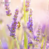 Aroma Hydro Bath - Calming